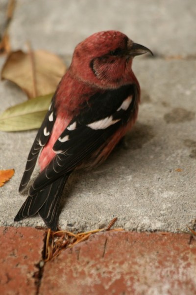 Male White-winged Crossbill