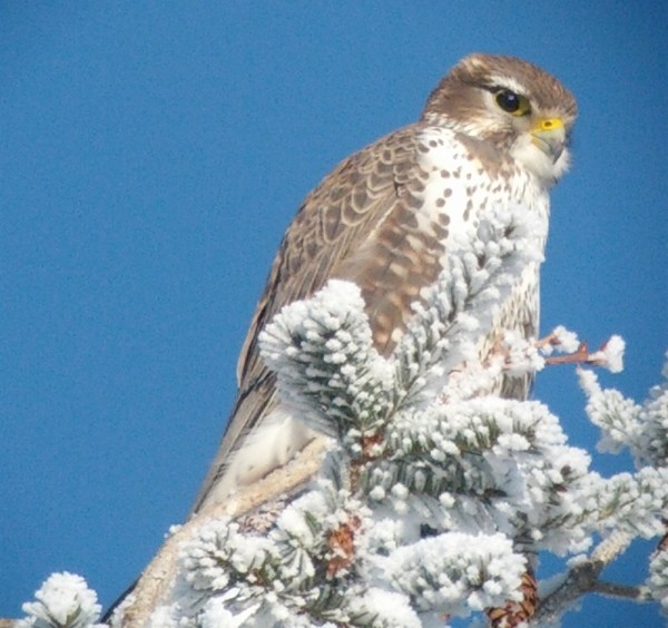 Prairie Falcon, Cawston, BC; 30 December 2012