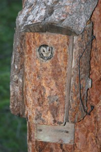 A female Flammulated Owl looks out of a nest box. This box was made with a plan similar to the one presented below; bark slabs were added for a more natural look at the end.